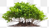 PNG Bonsai plant tree 