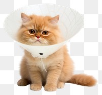 PNG Cat animal mammal kitten. AI generated Image by rawpixel.