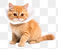 PNG Cat wearing collar cone animal mammal kitten. 