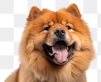 PNG Chow chow dog animal mammal pet. 