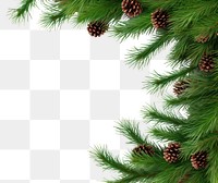 PNG Coniferous branch backgrounds plant tree. AI generated Image by rawpixel.