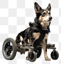 PNG Dog wheelchair mammal animal pet. AI generated Image by rawpixel.