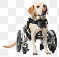 PNG Dog wheelchair animal mammal pet. 