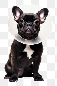 PNG French bulldog mammal animal pet. AI generated Image by rawpixel.