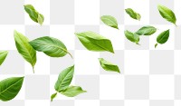 PNG Green backgrounds plant leaf
