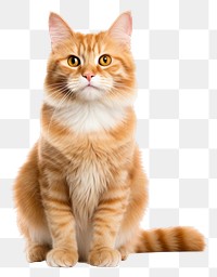 PNG Mammal animal kitten pet