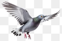 PNG Pigeon animal flying bird. 