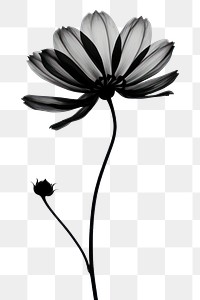 PNG Flower silhouette petal plant white. 