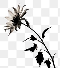 PNG Flower silhouette sunflower plant petal. AI generated Image by rawpixel.