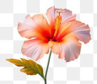 PNG Tropical flower hibiscus blossom petal. 