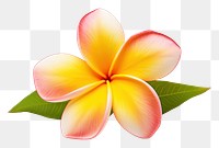 PNG Tropical Plumeria flower petal plant leaf.