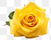 PNG  Yellow rose flower petal plant. AI generated Image by rawpixel.