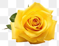 PNG Yellow rose flower petal plant. 