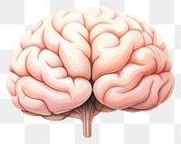 PNG Brain white background medical science. 