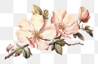 PNG Vintage illustration flower blossom plant white background