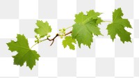 PNG  Grape leaves grapes branch plant. AI generated Image by rawpixel.