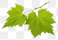 PNG Grape leaves branch maple plant. 