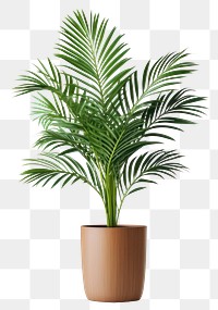 PNG Plant leaf vase  