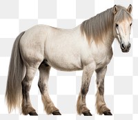 PNG Pony horse stallion animal mammal. 