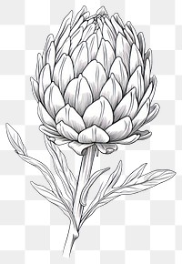 PNG Artichoke drawing sketch plant. AI generated Image by rawpixel.