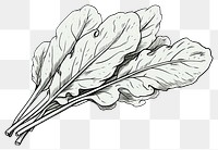 PNG Spinach drawing vegetable sketch. AI generated Image by rawpixel.