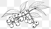 PNG Black pepper drawing sketch plant. AI generated Image by rawpixel.