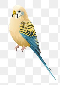 PNG Budgie wildlife parrot animal. 