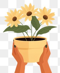 PNG Sunflower flower pot holding plant hand. 