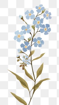 PNG Forget me not flower blossom plant forget-me-not. AI generated Image by rawpixel.