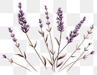 PNG Lavender flower plant fragility. 