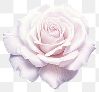 PNG Rose flower petal plant. AI generated Image by rawpixel.