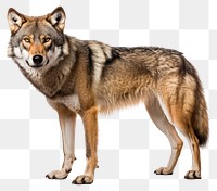 PNG Brown wolf animal mammal coyote. 