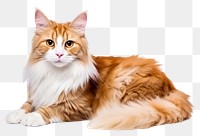 PNG Cat maine-coon mammal animal kitten.