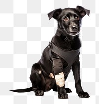 PNG Dog animal mammal puppy. AI generated Image by rawpixel.