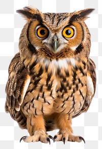 PNG Owl animal bird beak. 