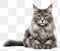 PNG Maine coon mammal animal gray. 