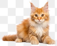 PNG Maine coon kitten mammal animal pet. 