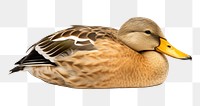 PNG Mallard duck mallard animal bird. 