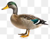 PNG Mallard green duck mallard animal bird. 