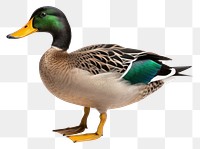 PNG Mallard green duck mallard animal bird. 