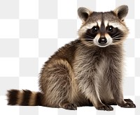 PNG Raccoon animal mammal  