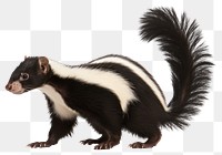 PNG Skunk wildlife animal mammal. 