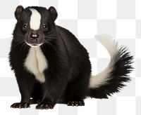 PNG Skunk wildlife animal mammal. 