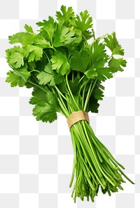 PNG Coriander parsley plant bunch. 