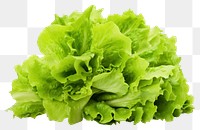 PNG Lettuce vegetable salad plant. 