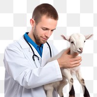 PNG Veterinarian hands checking goat livestock animal mammal. 