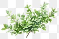 PNG Thyme plant herbs leaf. 