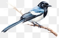 PNG Magpie bird animal magpie  