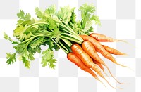 PNG Carrot vegetable plant bunch. 