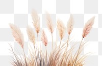 PNG Pampas grass bushes plant white background fragility
